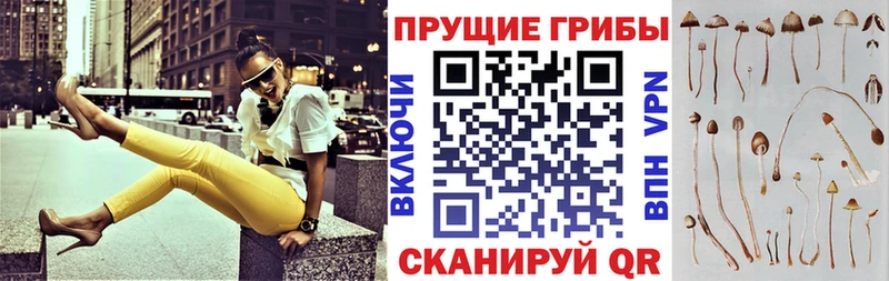где найти наркотики  Теберда  Галлюциногенные грибы Psilocybe 
